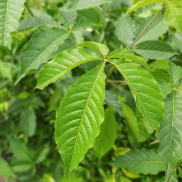 ตีนนก