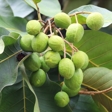 สมอไทย